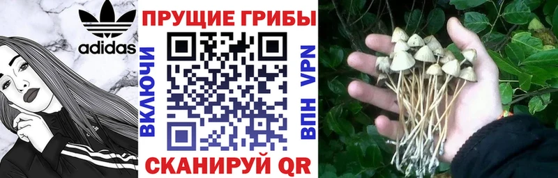 Галлюциногенные грибы Psilocybe  наркота  Назрань 